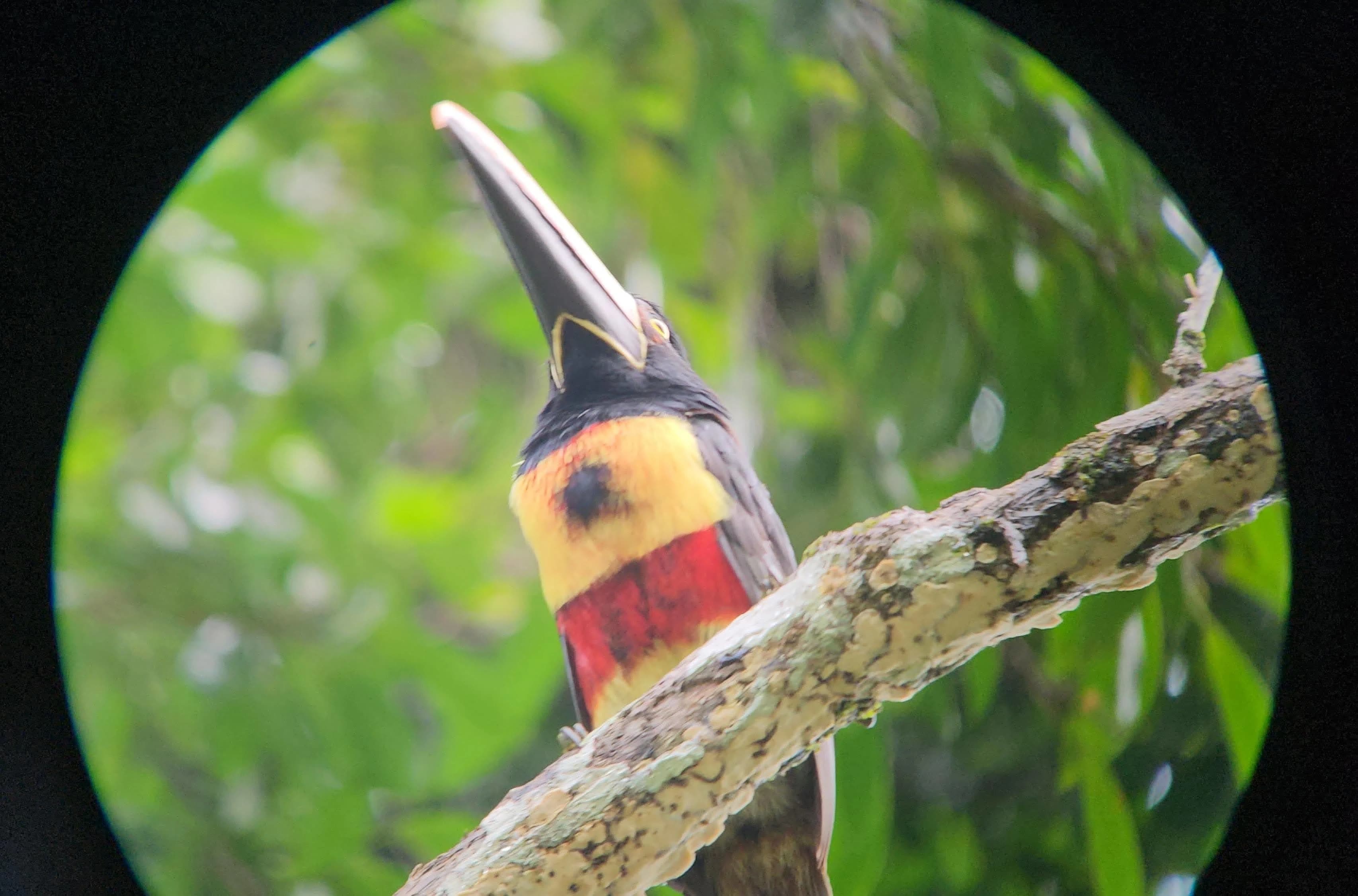 A toucan perched on a tree branch.