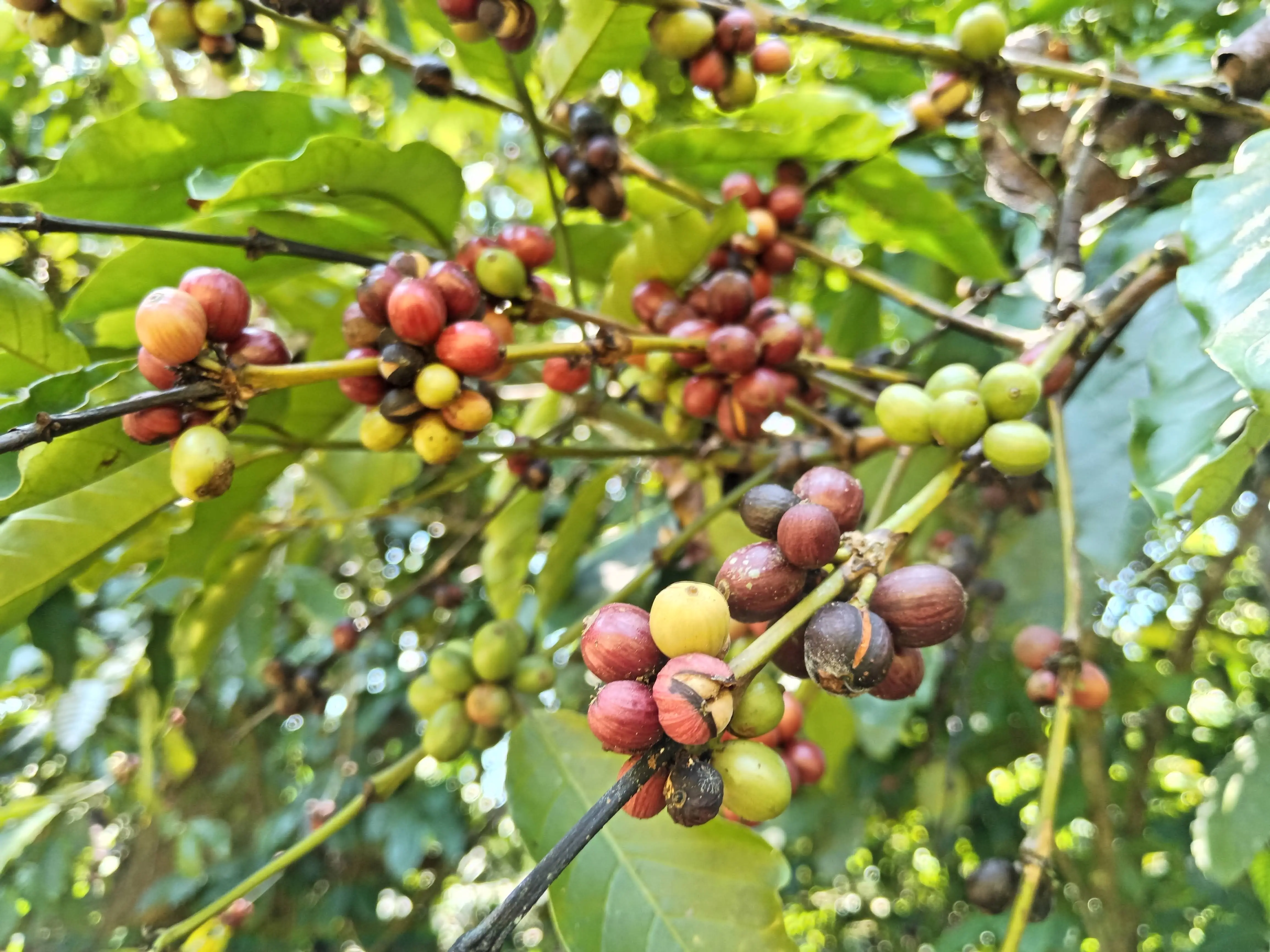 Fresh cacao pods and coffee beans on a wooden table.