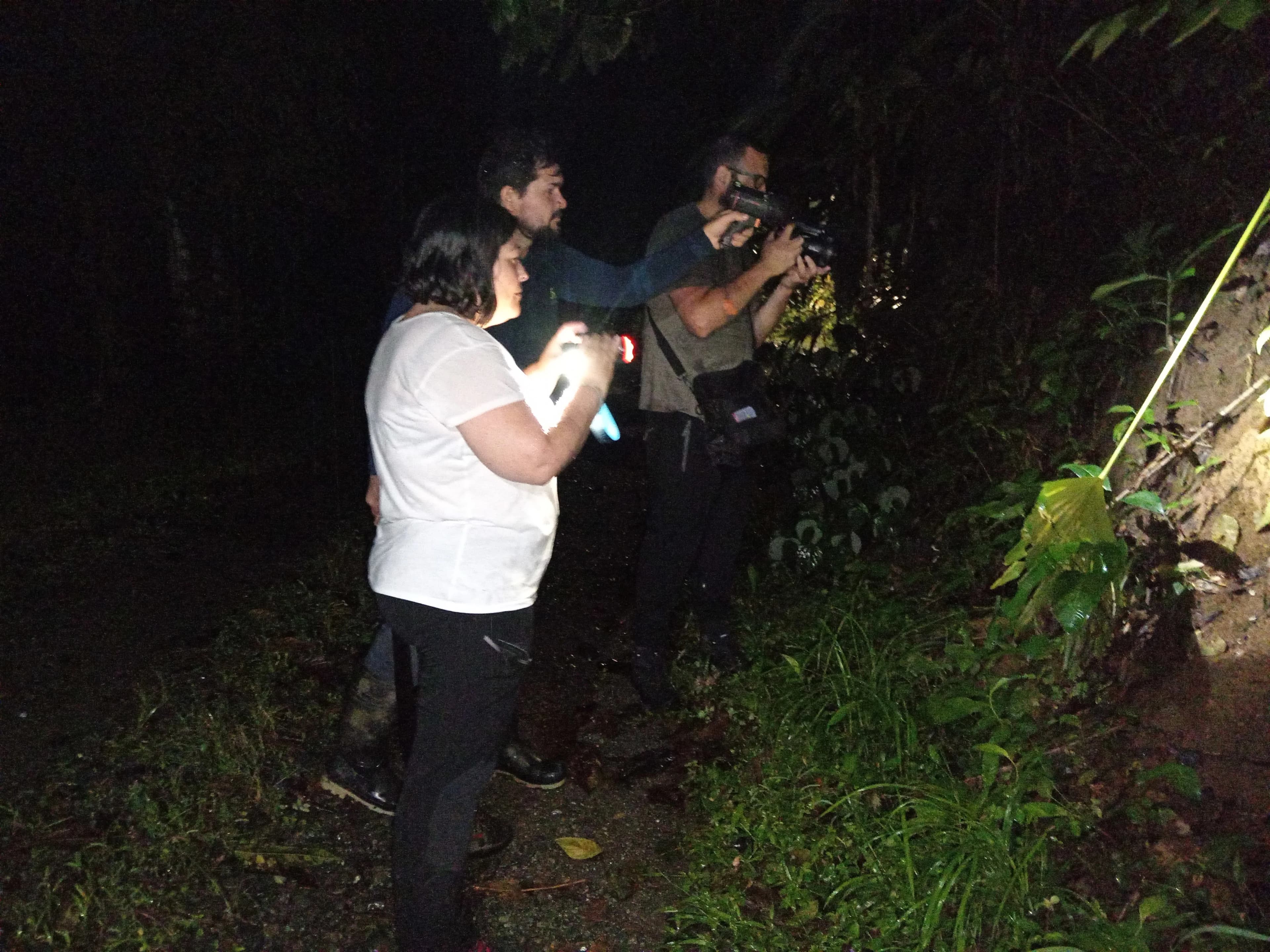 A person with a flashlight on a trail in the jungle at night.
