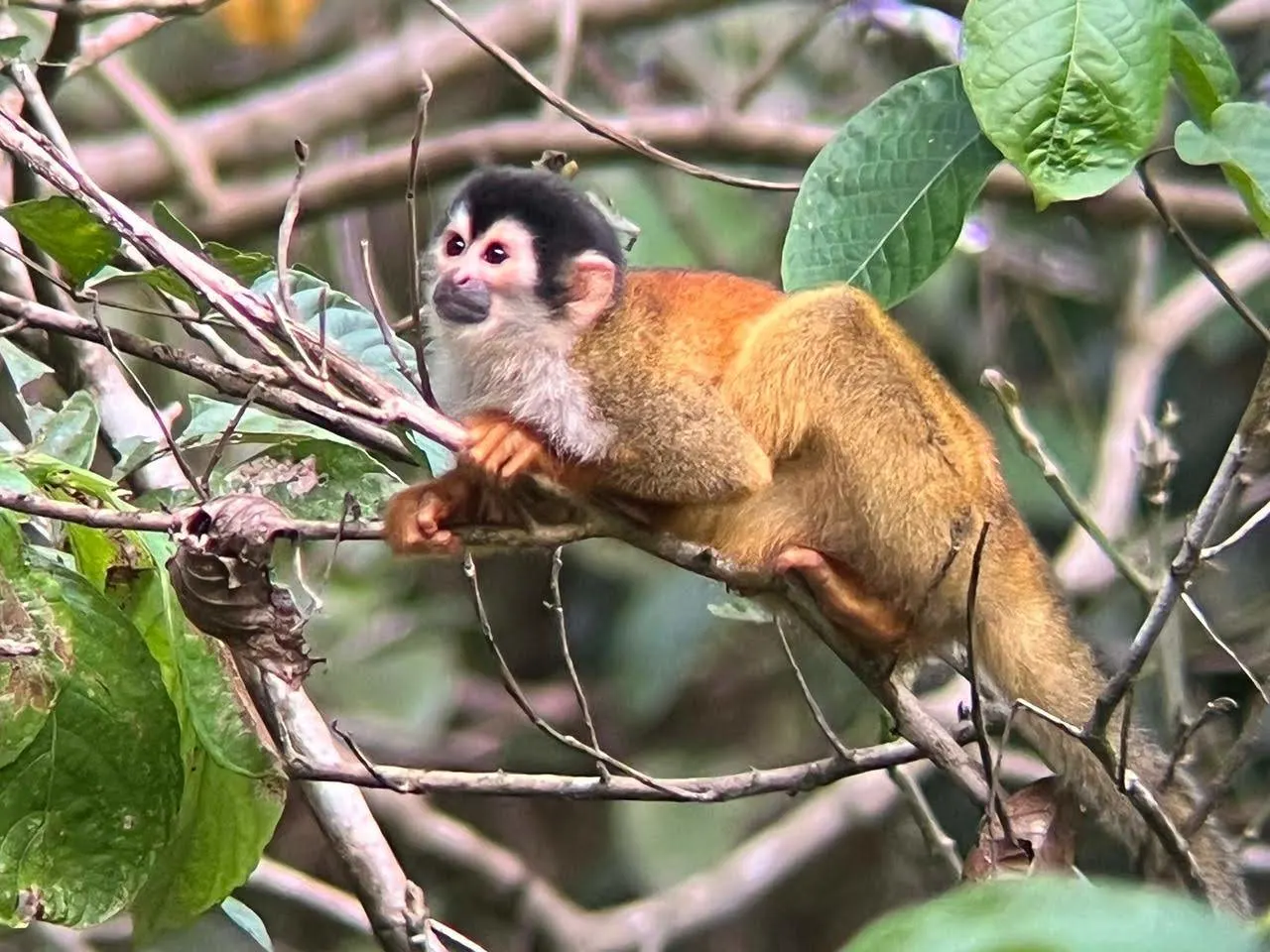 Hikers on a trail in Sirena Station.