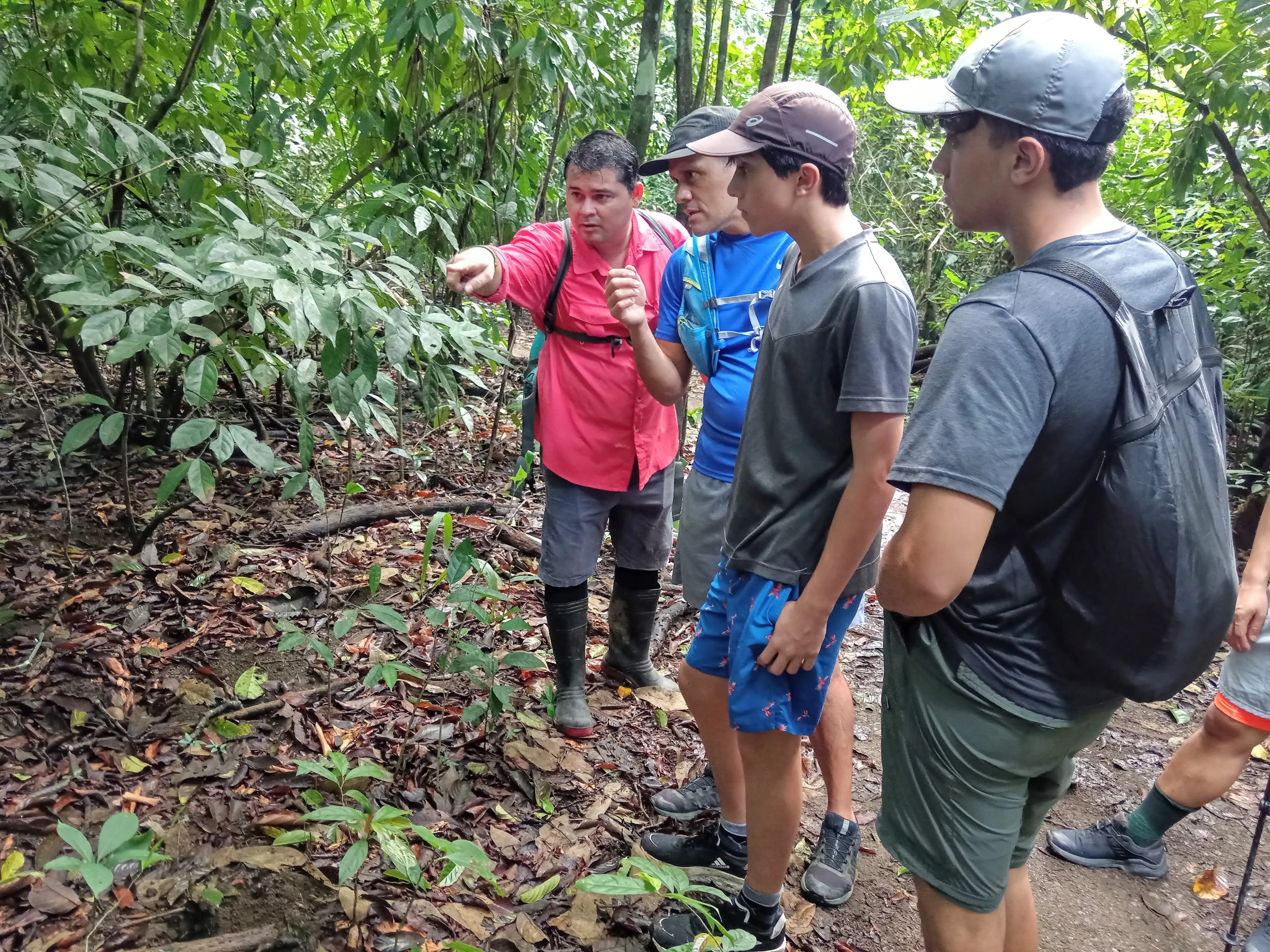 A monkey in a tree in Corcovado.