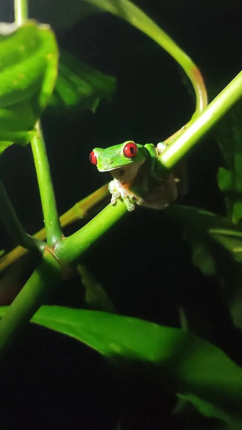 A red-eyed tree frog, representing the biodiversity of Corcovado.