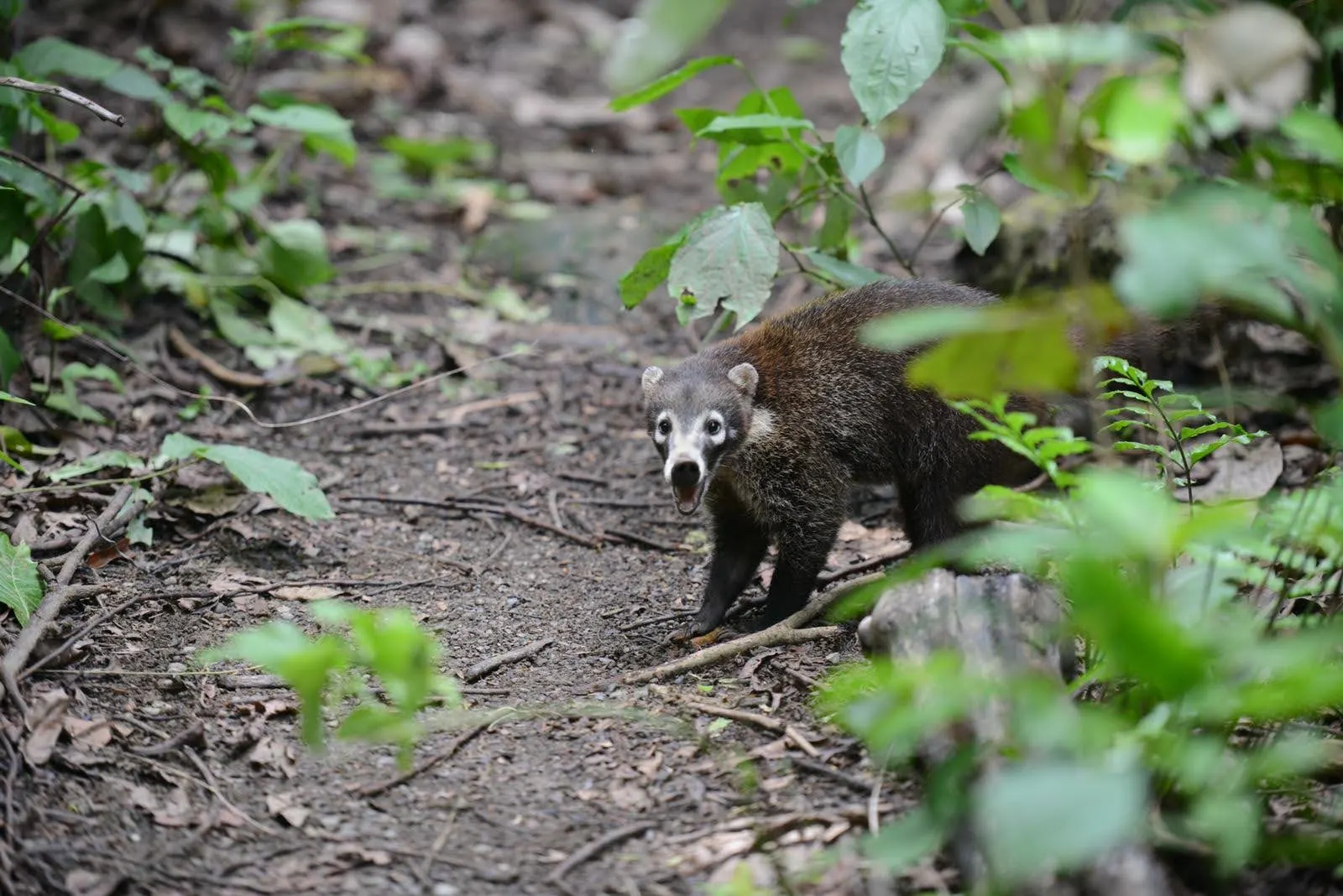 Wildlife spotting in Corcovado.