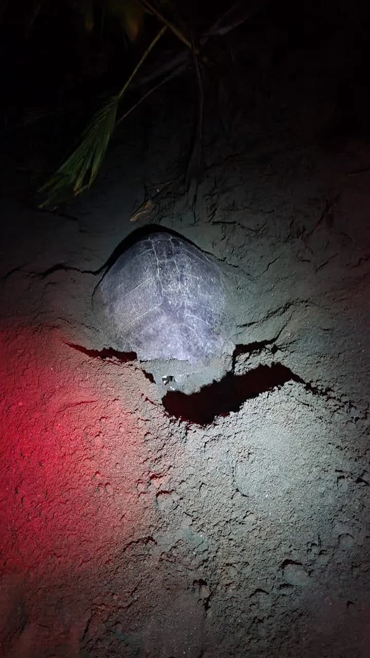 A view of the lush coastline.