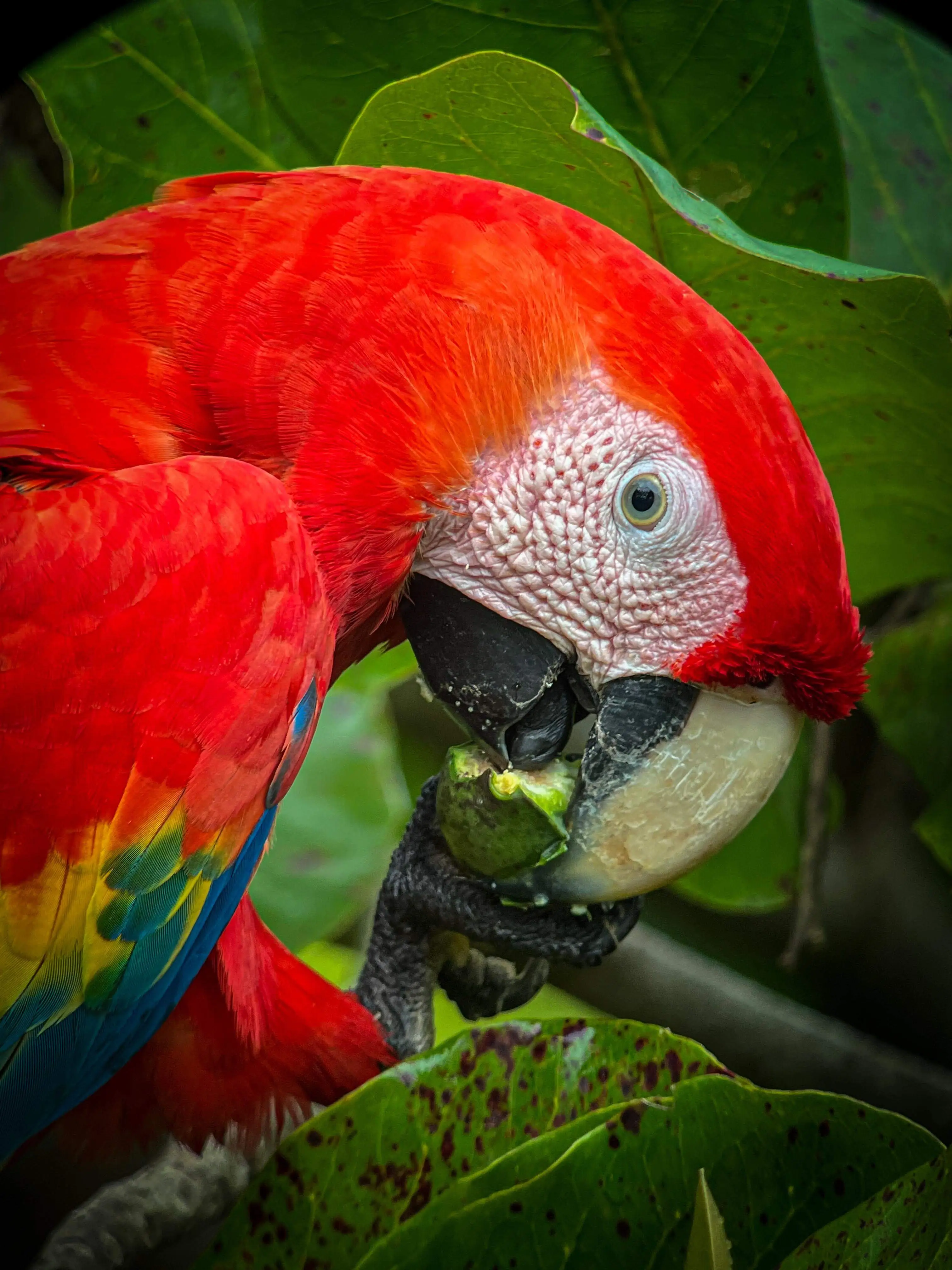 Waterfall in Corcovado rainforest.