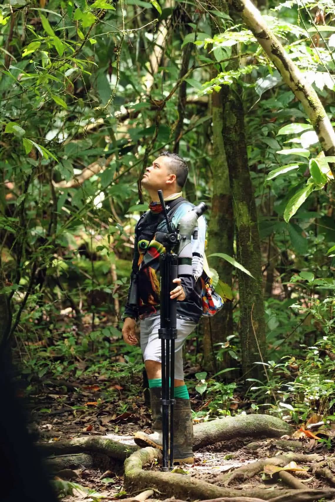 Vibrant scarlet macaw in flight.